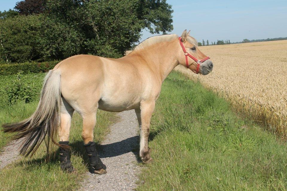 Fjordhest Ikena R.I.P 02-05-2013 - Når vi går tur :-) billede 9