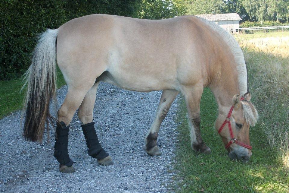 Fjordhest Ikena R.I.P 02-05-2013 billede 10
