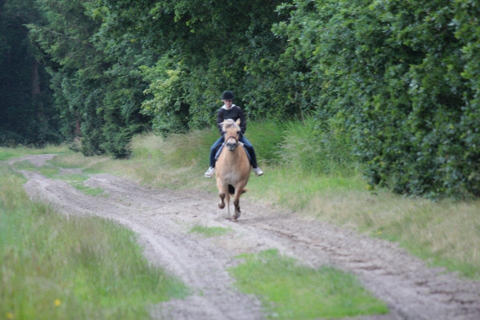 Fjordhest Ikena R.I.P 02-05-2013 billede 12