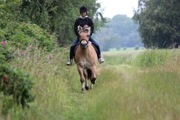 Fjordhest Ikena R.I.P 02-05-2013 billede 15