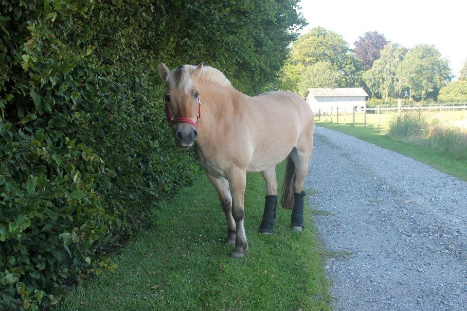Fjordhest Ikena R.I.P 02-05-2013 - Efter en dejlig ridetur i nordet <3 billede 16