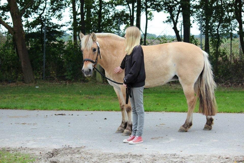 Fjordhest Ikena R.I.P 02-05-2013 - Ikena til store hestedag <3 billede 6