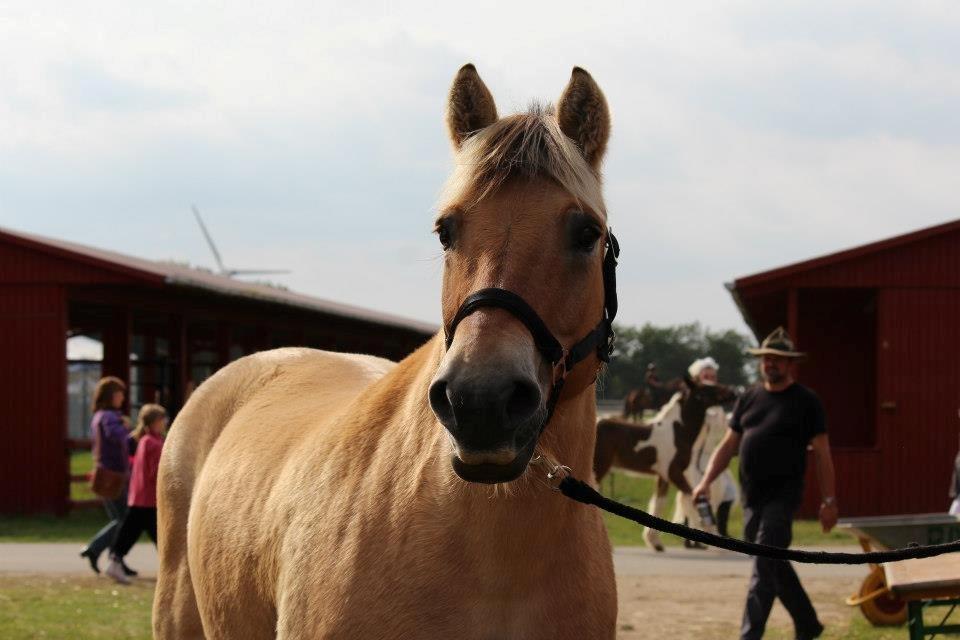 Fjordhest Ikena R.I.P 02-05-2013 - Store hestedag <3 billede 8