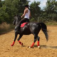 Anden særlig race Chico