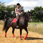 Anden særlig race Chico