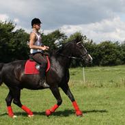 Anden særlig race Chico