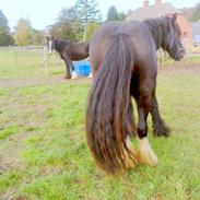 Irish Cob Stald Lenders Lady Loreena