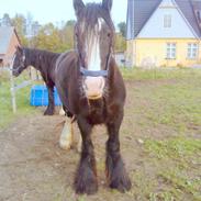 Irish Cob Stald Lenders Lady Loreena