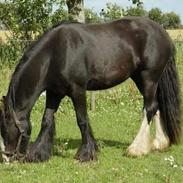 Irish Cob Stald Lenders Lady Loreena