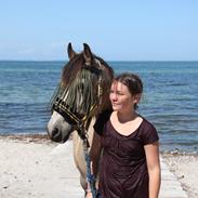 Welsh Pony af Cob-type (sec C) Fanny af Sønderbo :*