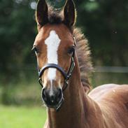 Dansk Varmblod Wallace Welt