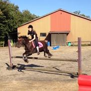 Welsh Pony (sec B) misty