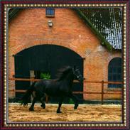 Frieser Filur Toustrup