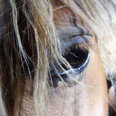 Anden særlig race Liva Bella