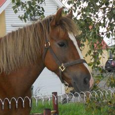 New Forest Flicka! <3