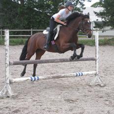 Connemara Ballycullen Lass (Bally)