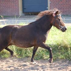 Shetlænder Bogøs Lady