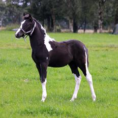 Anden særlig race Lundgårdens Porsche