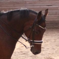 Pinto Krastrup's Impulz