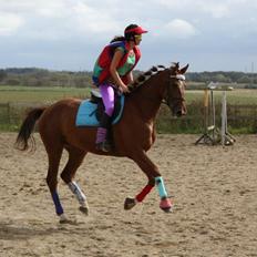 Dansk Varmblod Ça va?