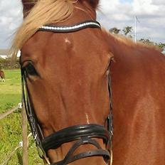 Frederiksborg Calypso SOLGT