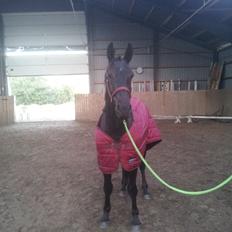 Oldenborg Lille bror ( Diablo)