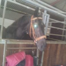 Oldenborg Lille bror ( Diablo)