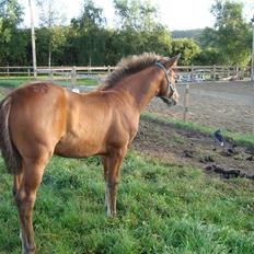 Anden særlig race Royal z`s Fighter