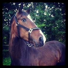 Hollandsk Varmblod Edelstone