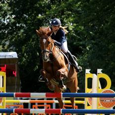 Dansk Varmblod Lathyrus RDH