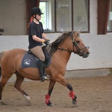 Anden særlig race Flicka RDH