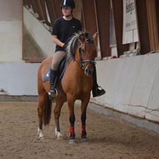 Anden særlig race Flicka RDH