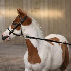 Pinto Svalebo's Jackson