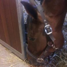 Traver Arcana Cabana (Hanky Panky I Am)