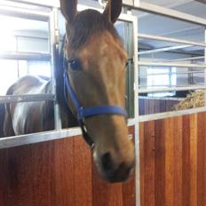 Traver Arcana Cabana (Hanky Panky I Am)