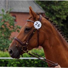 Trakehner Herbstrose