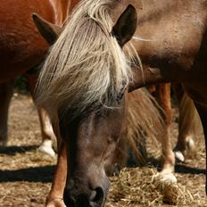 Islænder Jóki fra Voreslyst *Max*