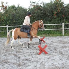 Anden særlig race Hidalgo