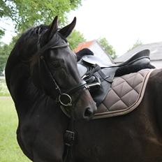 Dansk Varmblod Extrem