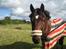 Connemara Ballycullen Lass (Bally)