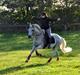 Sportsaraber (A) Ghost - Himmelhest <3