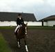 Hollandsk Varmblod Ricorde