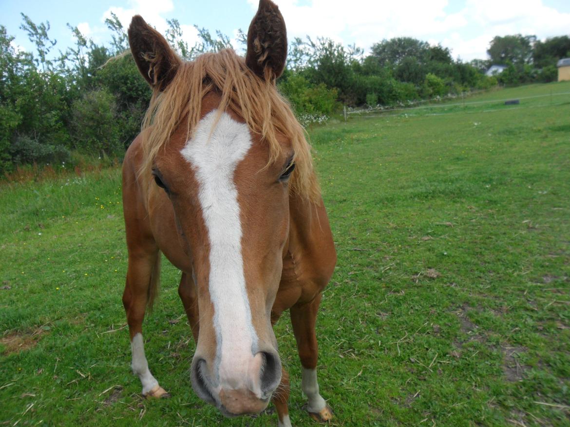 Anden særlig race Liva Bella billede 17