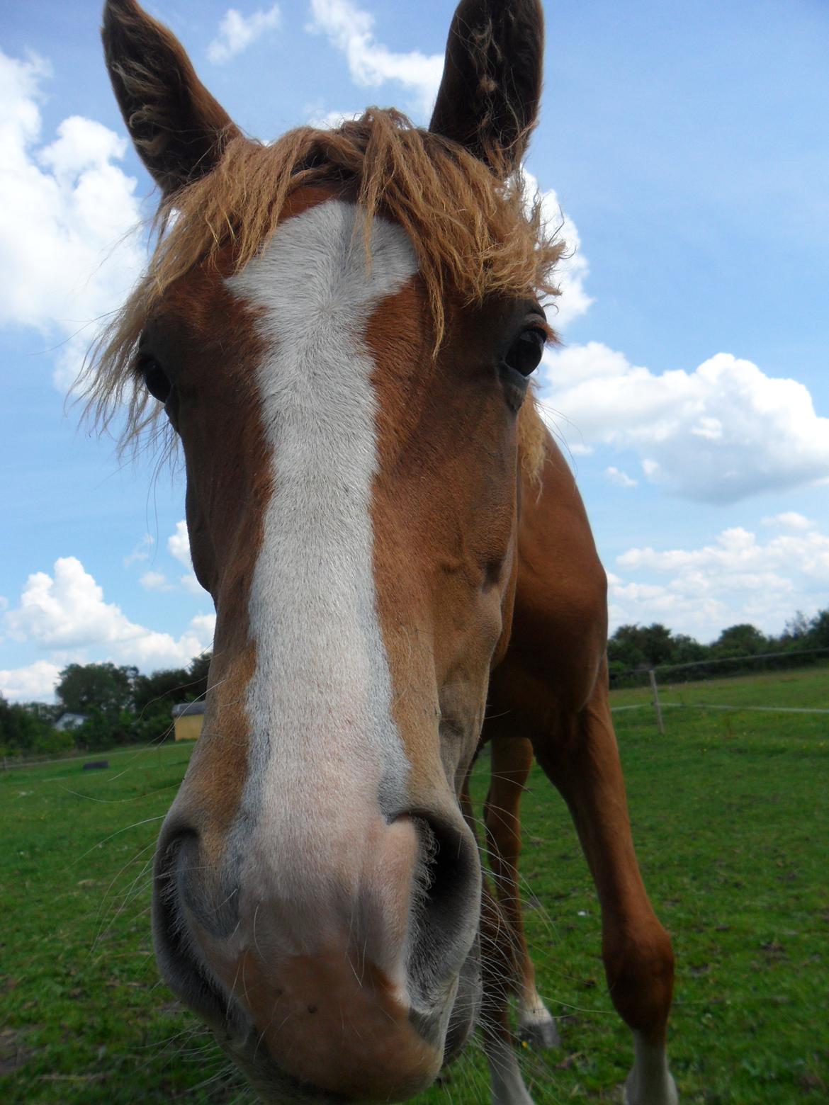 Anden særlig race Liva Bella billede 18