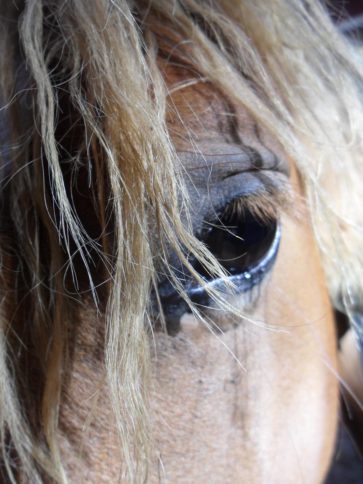 Anden særlig race Liva Bella billede 1