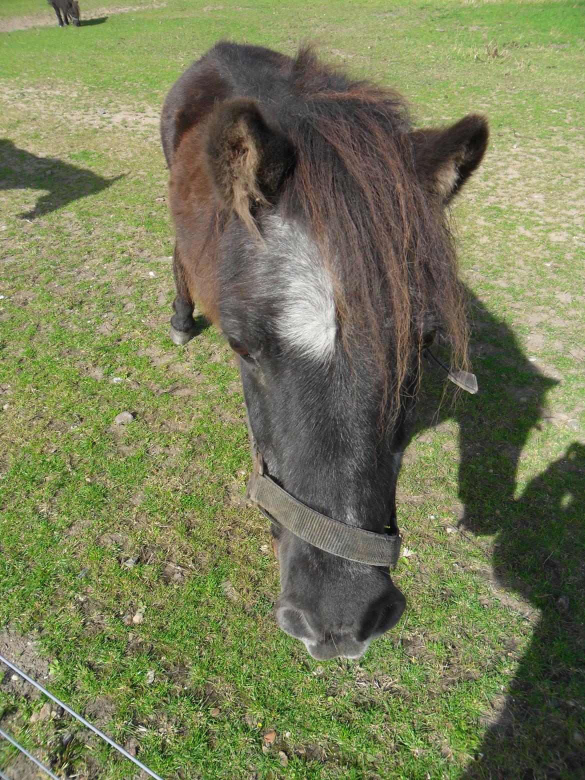 Shetlænder Mascot billede 17