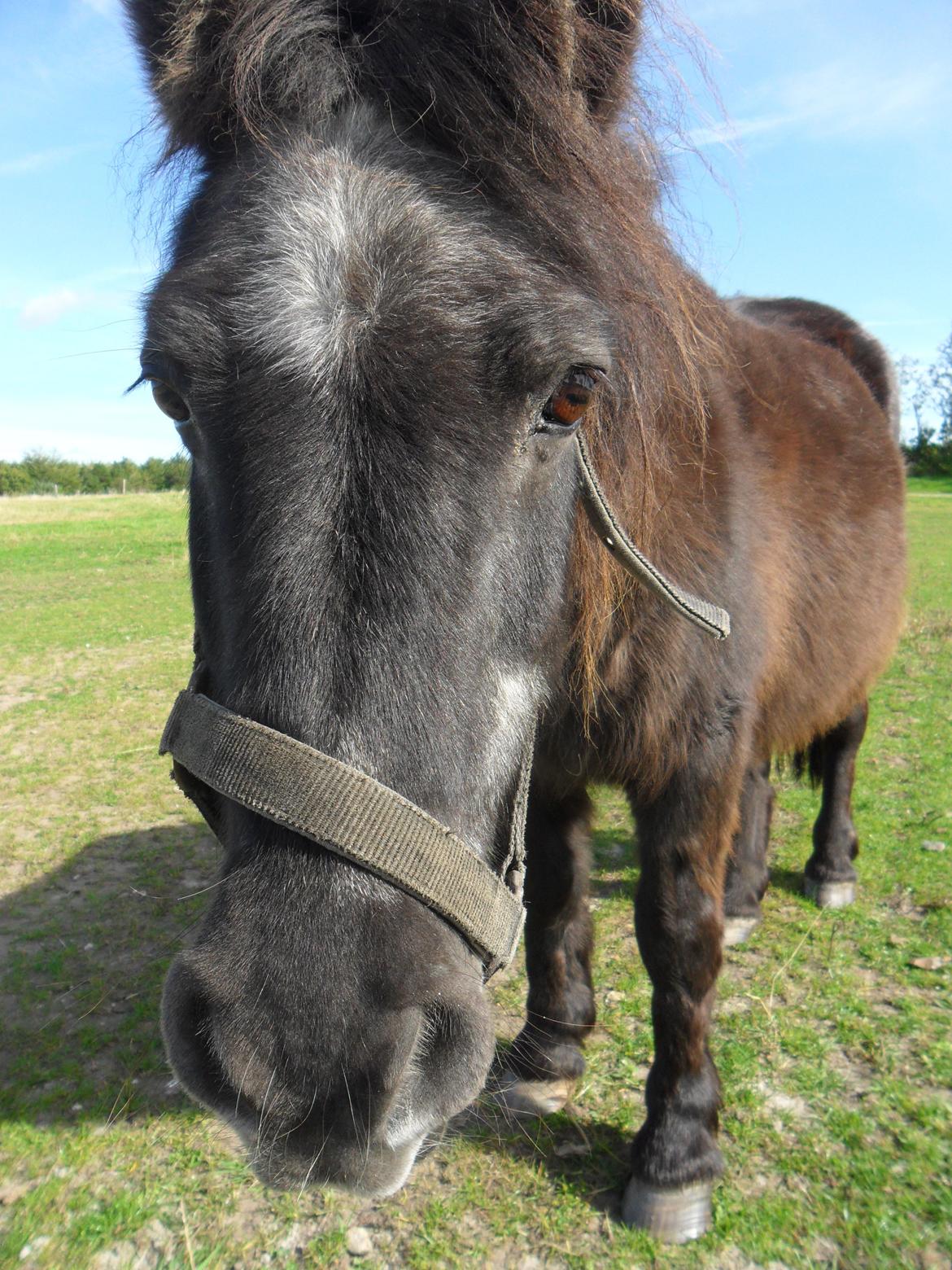 Shetlænder Mascot billede 18
