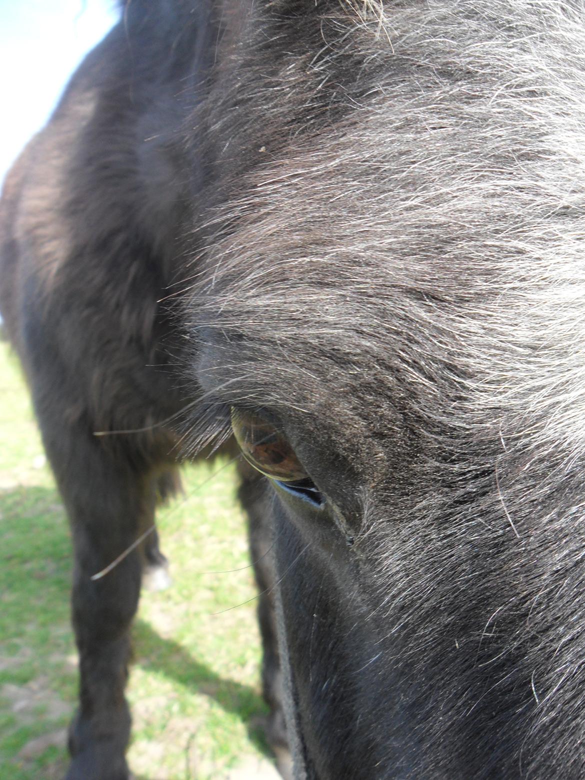 Shetlænder Mascot billede 11
