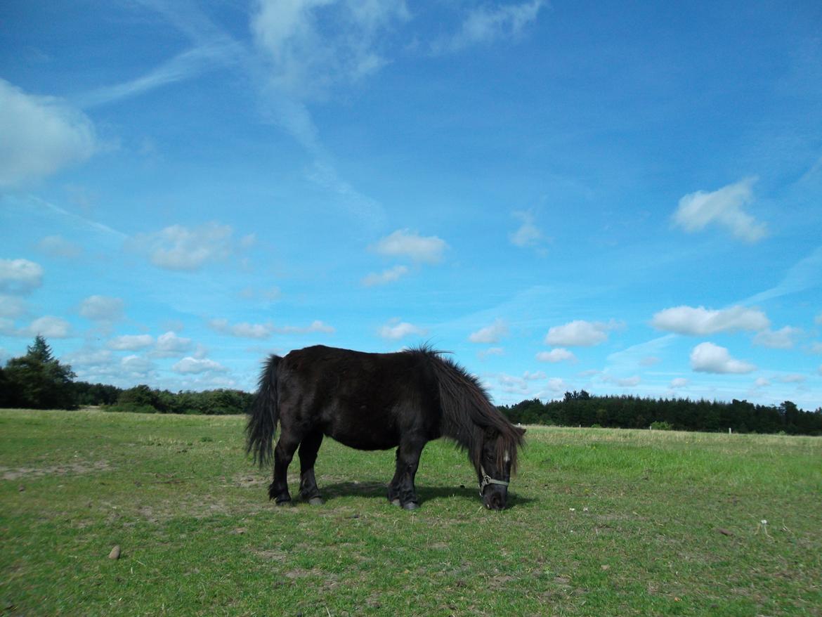 Miniature Stella billede 10