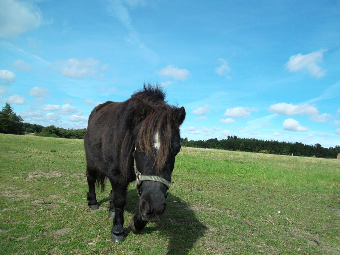 Miniature Stella billede 11